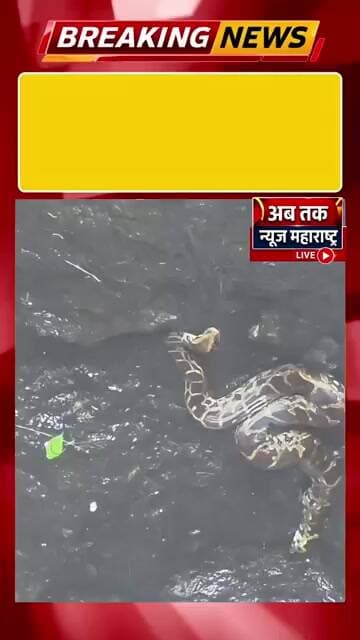 विहिरीत पडलेल्या सहा ते सात फुटी अजगराला वनविभागाने दिले जीवदान