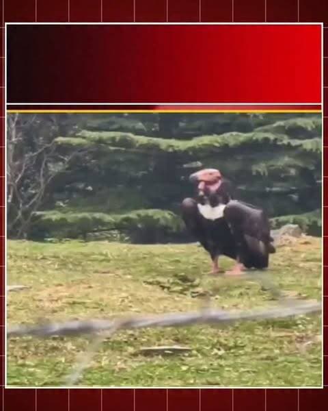उत्तराखंड के जंगलों में मिला लुप्तप्राय गिद्ध, कैमरे में कैद!