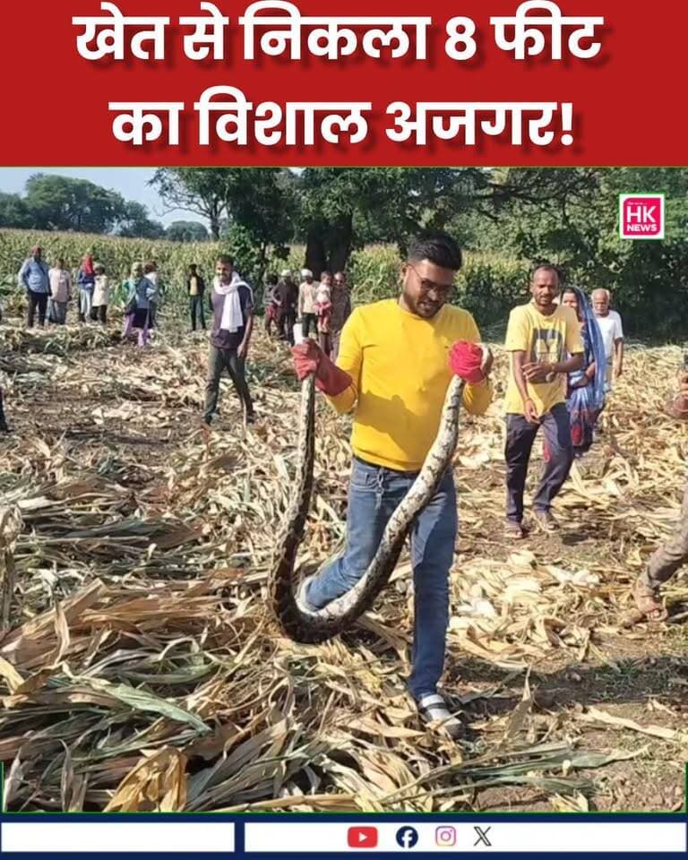 छपारा के देवरी कला में खेत से निकला 8 फीट का विशाल अजगर!
आज ग्राम देवरी कला में मक्का के खेत में किसानों को विशालकाय अजगर दिखा। सूचना मिलते ही छपारा के सर्पमित्र शिवम मुड़िया मौके पर पहुंचे और बड़ी सावधानी से अजगर का रेस्क्यू किया।
लंबाई: लगभग 8 फीट
वजन: 25-27 किलो
रेस्क्यू के बाद अजगर को सुरक्षित जंगल में छोड़ दिया गया। शिवम के इस साहसिक कार्य की पूरे गांव में सराहना हो रही है। 👏
#Chhapara #Seoni #DeoriKala #Ajgar #SnakeRescue #MadhyaPradesh #hk_news07