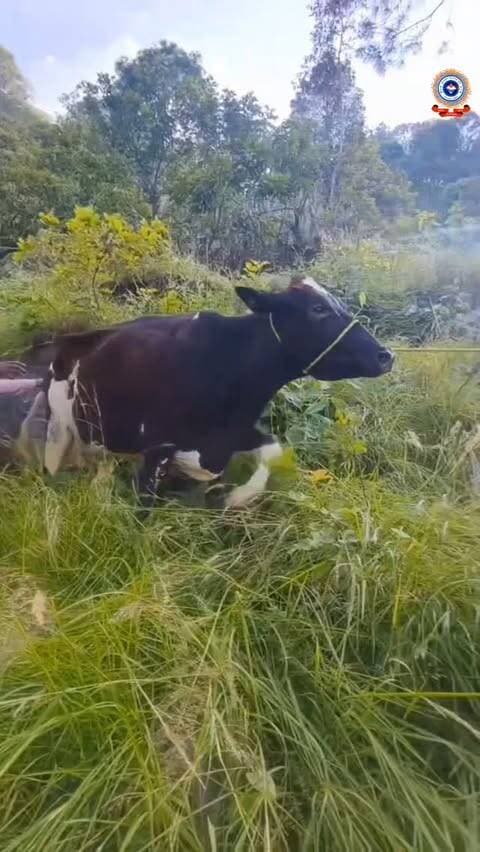 🚨 सराहनीय पहल: फायर सर्विस श्रीनगर की त्वरित कार्रवाई, खाई में गिरी गाय को बचाया! 🐂💪
फायर यूनिट श्रीनगर को सूचना प्राप्त हुई कि मैथाणा गांव (खण्डाह के पास) में एक जीव—गाय, पहाड़ी से फिसलकर गहरी खाई में गिर गई है।
सूचना मिलते ही फायर रेस्क्यू यूनिट ने बिना एक पल गंवाए त्वरित प्रतिक्रिया दी। मौके पर पहुंचकर रेस्क्यू टीम ने आधुनिक रेस्क्यू रोप और उपकरणों का उपयोग करते हुए अत्यंत सावधानी और कुशलता के साथ गाय को सुरक्षित खाई से बाहर निकाला।
प्राथमिक जांच के बाद गाय को सकुशल उसके मालिक के सुपुर्द कर दिया गया है।
#FireService #AnimalRescue #UttarakhandPolice #SaveAnimals #Uttarakhand