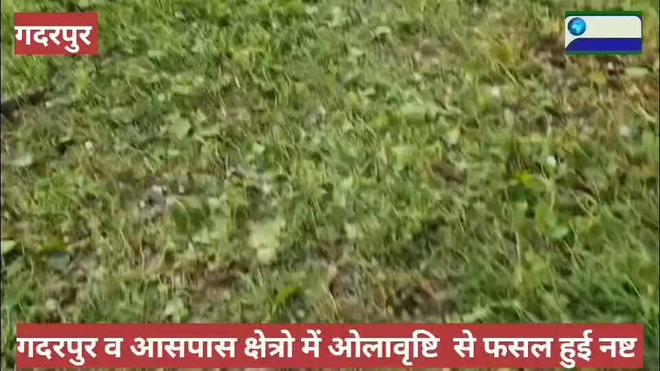 उधमसिंहनगर के कई क्षेत्रों में ओलावृष्टि से किसानों की फसल हुई बर्बाद।
Uttarakhand