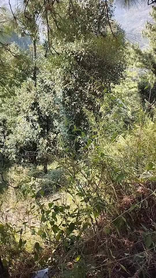 सलूणी में पेड़ के साथ लटका मिला शव, पुलिस मौके पर पहुंची #liveviral #viralvideo #salooni #chamba