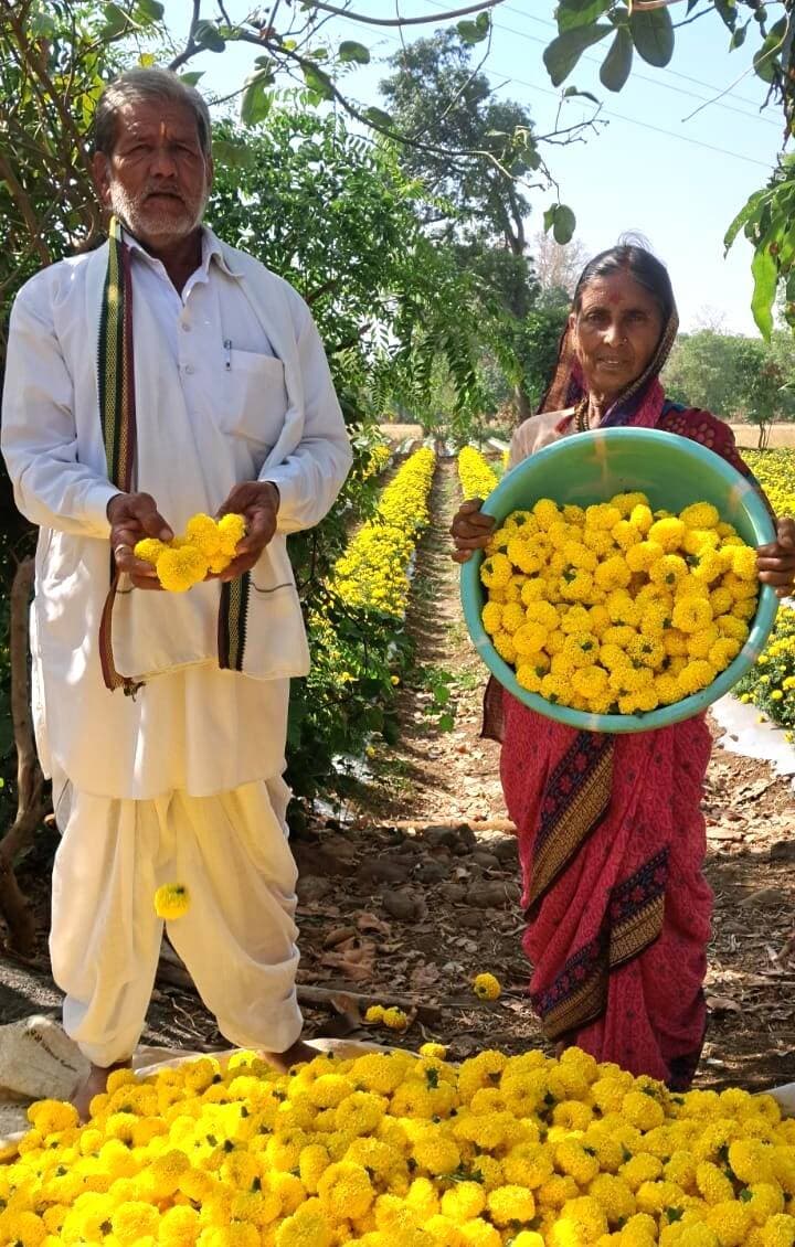 #कहानी_बदलाव_की
गेंदे की खेती से महिला कृषक इन्दिरा भादे ने कम भूमि में अर्जित की बेहतर आय
11 हजार रुपये की लागत से गेंदे की खेती कर प्राप्त की 1.50 लाख रुपये से अधिक की सकल आय
============================
जिले के विकासखण्ड मोहखेड़ के ग्राम चारगांव करबल की महिला कृषक श्रीमती इन्दिरा भादे ने उद्यानिकी खेती को अपनाकर कम कृषि भूमि में बेहतर आय अर्जित करने का उदाहरण प्रस्तुत किया है। सीमित भूमि में आधुनिक कृषि तकनीकों और उचित फसल प्रबंधन के जरिए उन्होंने गेंदे की खेती से अच्छी आमदनी प्राप्त की। उनकी यह सफलता अन्य महिला किसानों के लिए भी प्रेरणादायक है।
ड्रिप सिंचाई और वैज्ञानिक पद्धति से की गेंदे की खेती
श्रीमती इन्दिरा भादे के पास कुल 0.241 हेक्टेयर कृषि भूमि है। वे उद्यानिकी विभाग के मार्गदर्शन में आधुनिक तकनीकों का उपयोग कर खेती करती हैं। उनके खेत में ड्रिप सिंचाई की सुविधा उपलब्ध है, जिससे पानी की बचत के साथ फसल प्रबंधन में भी सहायता मिलती है। जनवरी 2026 में उन्होंने अपने खेत के लगभग 0.120 हेक्टेयर क्षेत्र में गेंदे की सनसाईन यलो किस्म की खेती की। पौधरोपण सहित अन्य कृषि कार्यों पर उन्हें लगभग 11 हजार रुपये की लागत आई।
40 क्विंटल फूलों के उत्पादन से मिली बेहतर आमदनी
उचित देखभाल, सिंचाई और फसल प्रबंधन के परिणामस्वरूप श्रीमती भादे को लगभग 40 क्विंटल गेंदे के फूलों का उत्पादन प्राप्त हुआ। बाजार में फूलों का विक्रय 40 से 50 रुपये प्रति किलोग्राम की दर से किया गया, जिससे उन्हें 1.50 लाख रुपये से अधिक की सकल आय प्राप्त हुई। लगभग 11 हजार रुपये की लागत घटाने के बाद उनकी शुद्ध आय 1.39 लाख रुपये से अधिक रही।
श्रीमती इन्दिरा भादे के अनुसार, उद्यानिकी फसलों की खेती से कम भूमि में भी अच्छी आय प्राप्त की जा सकती है। ड्रिप सिंचाई और समय पर फसल प्रबंधन से उत्पादन लागत को नियंत्रित रखने में मदद मिलती है। उनकी सफलता दर्शाती है कि आधुनिक कृषि तकनीकों और उद्यानिकी विभाग के मार्गदर्शन का लाभ लेकर महिला किसान भी अपनी आय बढ़ाने की दिशा में आगे बढ़ सकती हैं।
#सेवा_संकल्प_अभियान
#procwa #छिन्दवाड़ा
#JansamparkMP
Dr Mohan Yadav
CM Madhya Pradesh
Department of Horticulture, Madhya Pradesh
Department of Agriculture, Madhya Pradesh
@Jansampark Madhya Pradesh