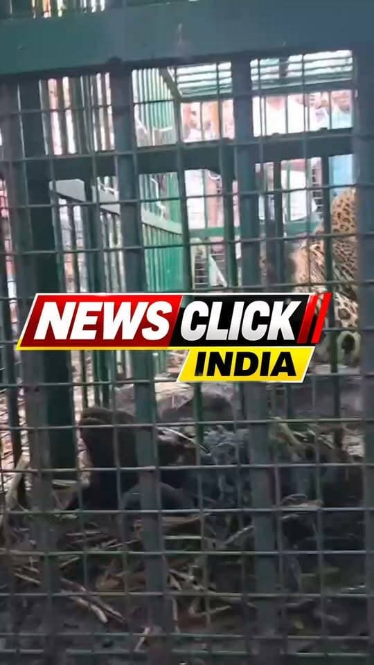 तेंदुआ पिंजरे में कैद; बकरी को निवाला बनाने की फिराक में था
#Leopard #तेंदुआ #LeopardRescue #तेंदुआ_पिंजरे_में_कैद #WildlifeRescue #वन_विभाग #LakhimpurKheri #खीरी_न्यूज #BreakingNews #ViralNews #UPNews #Wildlife #AnimalRescue #बाघ_तेंदुआ #ATishTrivedi
