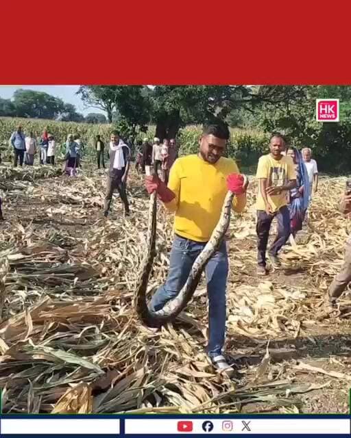 खेत से निकला 8 फीट का विशाल अजगर!
