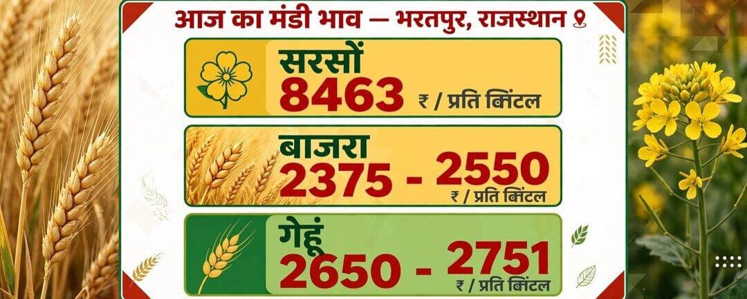 शुक्रवार भरतपुर मंडी भाव सरसों...8463 बाजरा..2375-2550... गेहूं...2650-2751