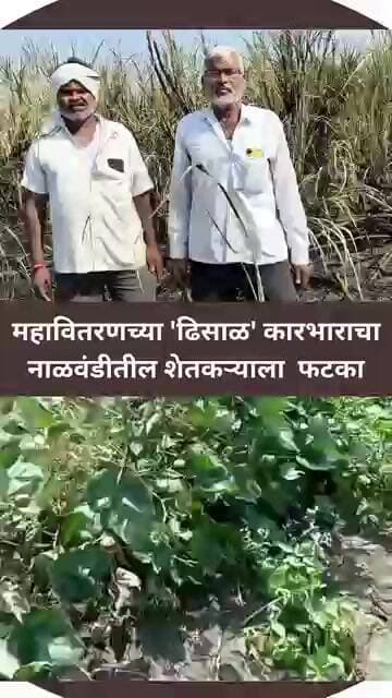 महावितरणच्या कारभाराचा नाळवंडीतील शेतकऱ्याला फटका#बळीराजा #महावितरण #महाराष्ट्रबातम्या#FarmerCrisis