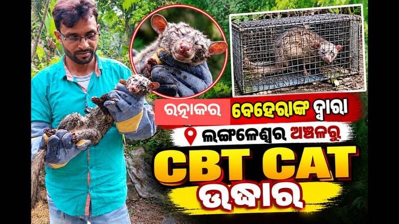 #ଲଙ୍ଗଳେଶ୍ଵର_ଅଞ୍ଚଳରୁ_cbt_cat_ଉଦ୍ଧାର
#facebookpost #hilightsシ #vairalvideo #Langaleswar #cbtcat