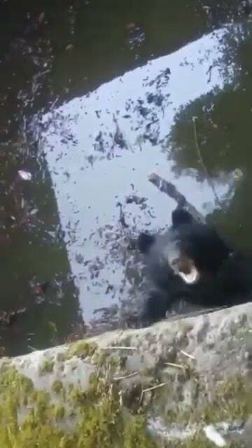 चंबा के घुडेई गांव में पानी के टैंक में फंसा भालू, वन विभाग की टीम ने सुरक्षित निकाला,भालू के रेस्क्यू के बाद ग्रामीणों ने ली राहत की सांस...
