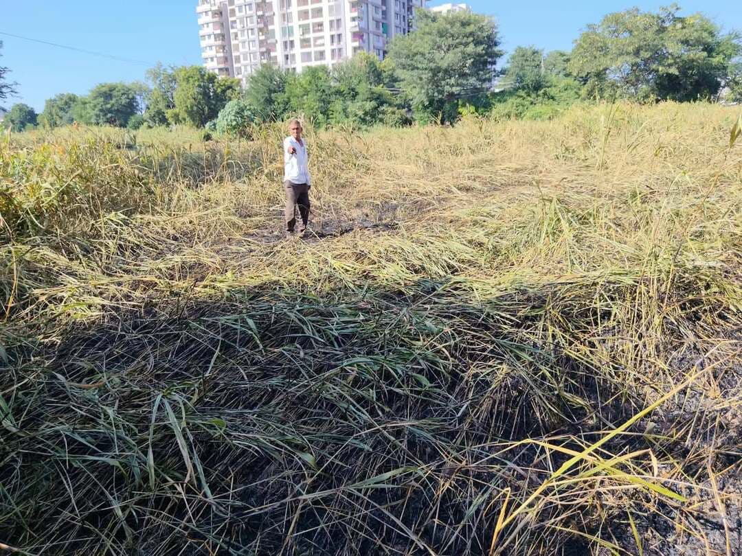 मनवाखेड़ा में बिजली का तार टूटने से डेढ़ बीघा ज्वार की फसल जलकर राख
किसान नेता विष्णु पटेल ने विद्युत विभाग पर लगाया लापरवाही का आरोप, मुआवजे की मांग
उदयपुर। उदयपुर के समीपवर्ती ग्राम मनवाखेड़ा में बिजली का तार टूटने से खेत में आग लग गई। हादसे में किसान भग्गा डांगी एवं मदन डांगी की करीब डेढ़ बीघा में खड़ी ज्वार की पकी फसल जलकर नष्ट हो गई। गनीमत रही कि हादसे में कोई जनहानि नहीं हुई।
किसान नेता विष्णु पटेल ने आरोप लगाया कि विद्युत विभाग की लापरवाही के चलते यह हादसा हुआ है। उन्होंने बताया कि करीब एक माह पहले पुराने बिजली के खंभे के टूटने के बाद विभाग ने नया खंभा लगाया था। इसके बावजूद बिजली का तार टूटने से खेत में आग लग गई और किसानों को भारी नुकसान उठाना पड़ा।
विष्णु पटेल ने विद्युत विभाग से मामले की जांच करवाने तथा प्रभावित किसानों को उचित मुआवजा देने की मांग की है।