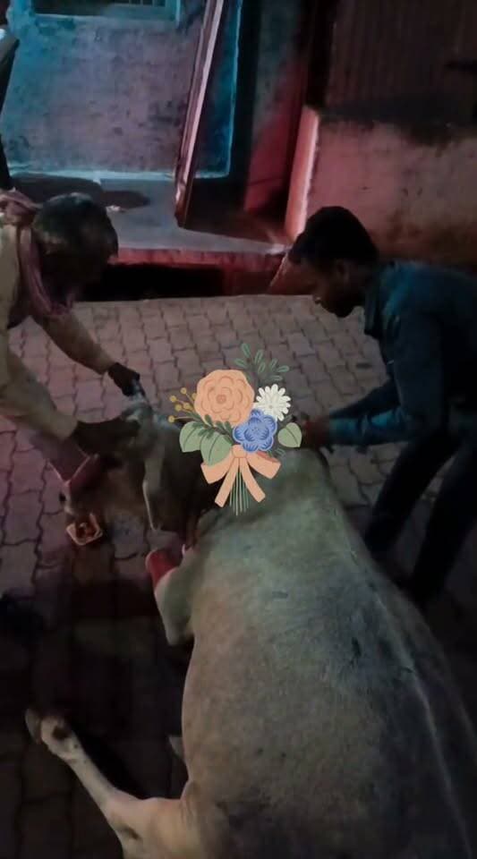🐄 बीमार और घायल गौवंश का निःशुल्क उपचार, प्राणी सेवा समूह ट्रस्ट ने बढ़ाया मदद का हाथ।
बांदा में बीमार और घायल गौवंश की सेवा के लिए प्राणी सेवा समूह चैरिटेबल ट्रस्ट, बांदा द्वारा निःशुल्क इलाज कराया गया। ट्रस्ट के संस्थापक श्री सुरेंद्र सोनी जी एवं उनकी टीम द्वारा गौवंश की देखभाल और उपचार के लिए किए जा रहे प्रयास सराहनीय हैं।
🙏 बेजुबान पशुओं की सेवा और उनके जीवन की रक्षा करना मानवता का सच्चा धर्म है।
प्राणी सेवा परमोधर्म।
#PraniSevaGroup #SurendraSoni #गौसेवा #बांदा #प्राणीसेवा #AnimalWelfare