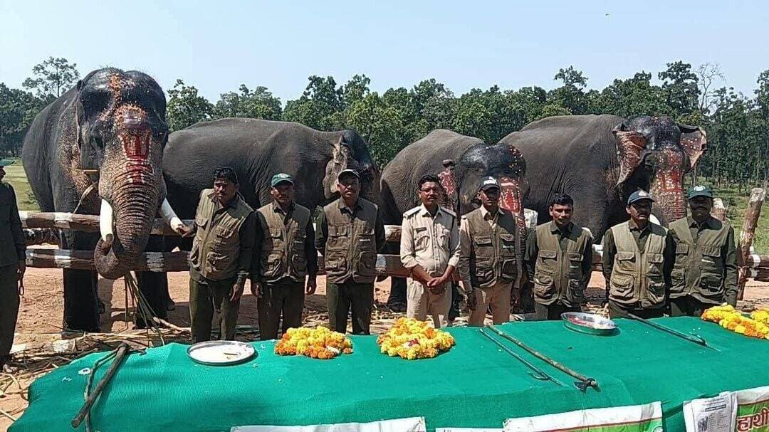सीधी में हाथियों की हुई मजे गन्ना,फल और सब्जियों के साथ 5 दिन होगी इनकी सेवा पूरी खबर कमेंट बॉक्स में