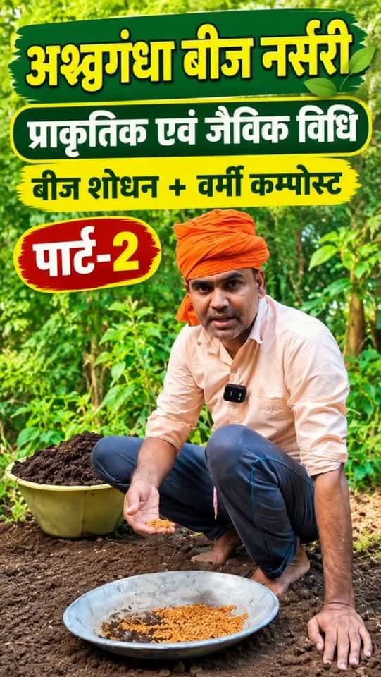 🌱 अश्वगंधा बीज नर्सरी तैयार करने की प्राकृतिक एवं जैविक विधि | पार्ट-2 🌿
🙏 प्राकृतिक और जैविक खेती की ओर एक कदम!
🌾 शोधित अश्वगंधा बीजों से वर्मी कंपोस्ट का उपयोग करके नर्सरी तैयार की जा रही है। स्वस्थ पौधों के लिए प्राकृतिक संसाधनों का सदुपयोग करें और जैविक खेती को बढ़ावा दें। 💚
🌱 स्वस्थ मिट्टी • स्वस्थ फसल • स्वस्थ जीवन 🙏
#अश्वगंधा #प्राकृतिकखेती #जैविकखेती #VermiCompost #OrganicFarming