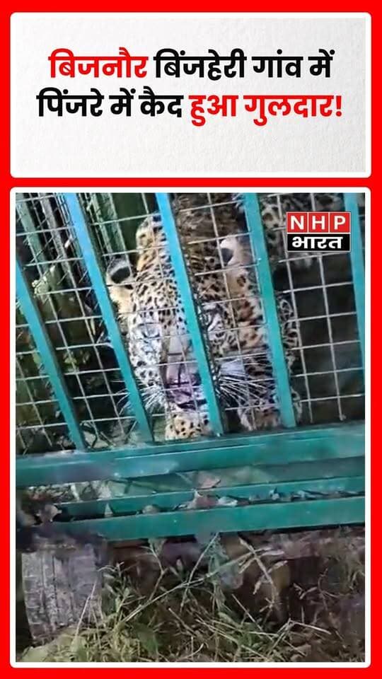 बिजनौर के नगीना क्षेत्र स्थित ग्राम बिंजहेरी में वन विभाग द्वारा लगाए गए पिंजरे में गुलदार कैद हो गया। गुलदार की लगातार मौजूदगी से ग्रामीणों में दहशत का माहौल था। उसके पकड़े जाने के बाद लोगों ने राहत महसूस की है। वन विभाग की टीम मौके पर पहुंचकर आगे की आवश्यक कार्रवाई में जुटी है। ग्रामीणों ने क्षेत्र में निगरानी बनाए रखने की मांग की है।
.
.
.
.
#Bijnor #Nagina #Guldar #LeopardRescue #ForestDepartment #Binjehri #UPNews #Wildlife #BreakingNews #NHPBharat