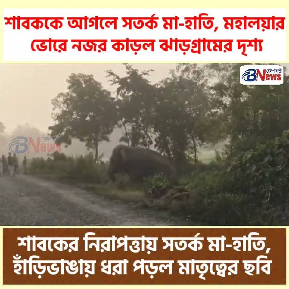 শাবকের নিরাপত্তায় সতর্ক মা-হাতি, হাঁড়িভাঙায় ধরা পড়ল মাতৃত্বের ছবি
#JhargramNews #MotherElephant #WildlifeConservation
