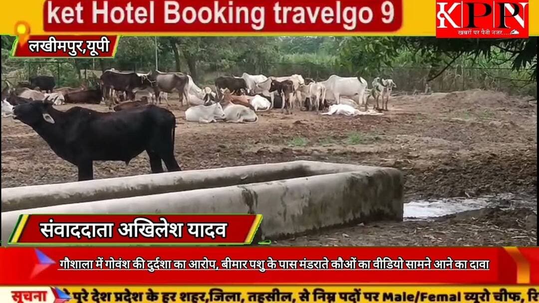 गौशाला में गोवंश की दुर्दशा का आरोप, बीमार पशु के पास मंडराते कौओं का वीडियो सामने आने का दावा