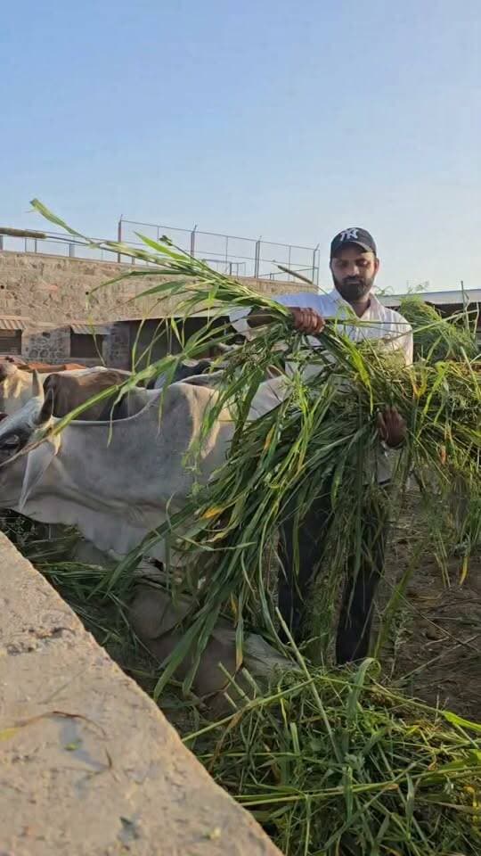 गौ माता की सेवा के लिए पाबूजी राठौड़ गौशाला दांता से जुडो