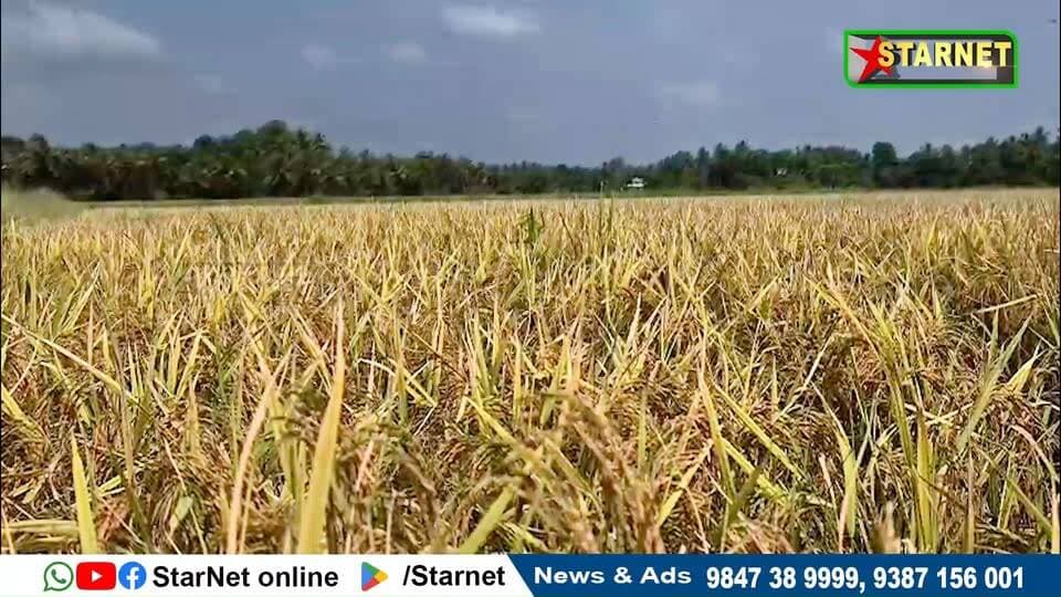 പുതിയ ഇനം നെൽ വിത്തായ പുണ്യ കൃഷിയിറക്കി നൂറുമേനി കൊയ്തെടുത്തതിന്റെ സന്തോഷത്തിലാണ് പുതുക്കോട്ടിലെ കർഷകനായ കെ എം ബിജു
വാട്സ്ആപ്പ് ഗ്രൂപ്പില് അംഗമാകുവാന്...👇🏻
https://chat.whatsapp.com/Dm3ELxEaZmwEtywU5uppif?mode=ems_copy_t
➖➖➖➖➖➖➖➖➖
വാർത്തകൾ വാട്സപ്പ് ഗ്രൂപ്പിലൂടെ അറിയാൻ 👇🏻
https://chat.whatsapp.com/L5d0OOyG4MiKs49xQDEfbj
( പ്രാദേശിക കേബിൾ ചാനലായ സ്റ്റാർനെറ്റിലേക്ക് വാർത്തകൾ അയക്കുന്നതിനും പരസ്യങ്ങൾ നൽകുന്നതിനും ബന്ധപ്പെടുക : 9387156001, 9847224453, 9847389999 ).
ലോകത്തെവിടെ ആയാലും, 🕐 ഏത് സമയത്തും StarNet വാർത്തകൾ കാണാൻ ഞങ്ങളുടെ ▶ യൂടൂബ് ചാനൽ സബ്സ്ക്രൈബ് ചെയ്യുക
👉 Youtube https://www.youtube.com/channel/UCUSkDDxCvDyv_aeqY5F7vvw
വാർത്തകൾ നിങ്ങളുടെ Facebook Feed ൽ 👉Facebook Page https://www.facebook.com/starnetnewsonline