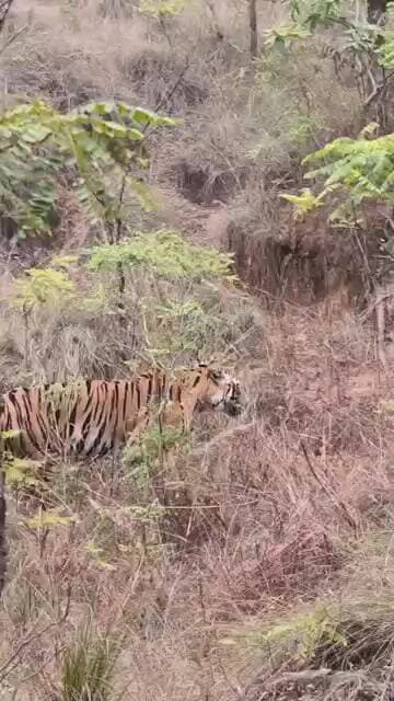 @Tiger