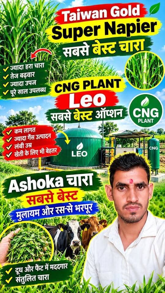 🌱 ताइवान मक्का गन्ना सुपर नेपियर 🔥 | घर बैठे मंगवाएं शानदार हरा चारा 🌿🐄
#TaiwanNapier #MakkaGannaNapier #SuperNapier #हरा_चारा #पशुपालन #DairyFarming #KisanSathi