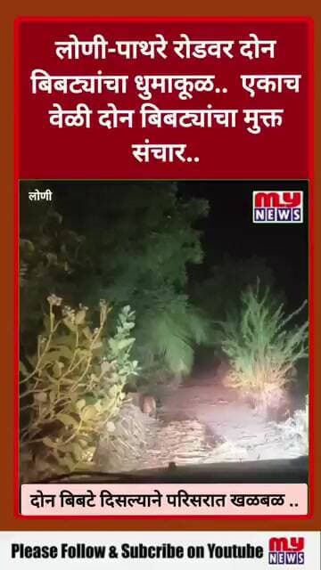 #Shorts#Leopards ..लोणी - पाथरे रोडवर दोन बिबटे कॅमे-यात कैद ; बिबटयांचा मुक्त संचार , परिसरात भिती