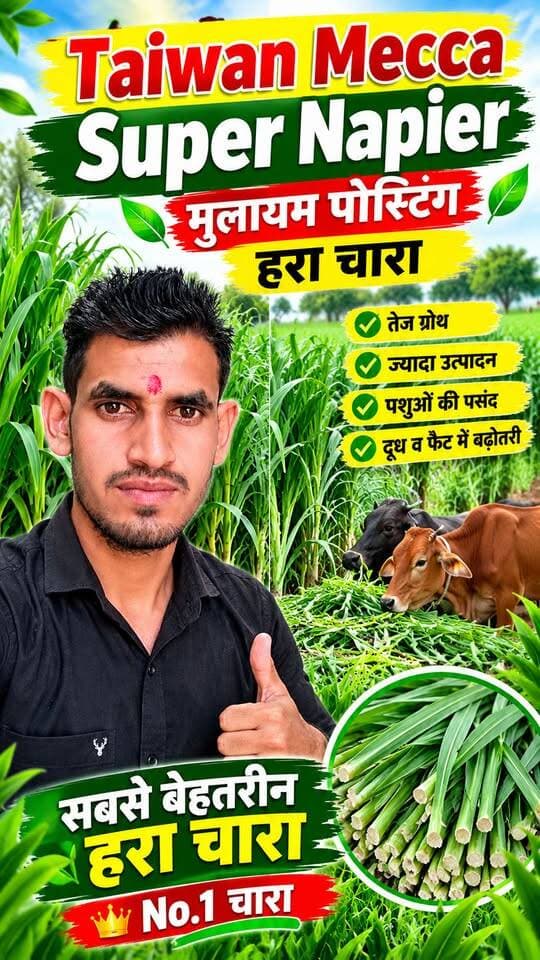 🌱 Taiwan Mecca Super Napier 🔥 मुलायम हरा चारा | पशुपालकों के लिए शानदार घास!
#TaiwanNapier #SuperNapier #MakkaGanna #HaraChara #Pashupalan #DairyFarming