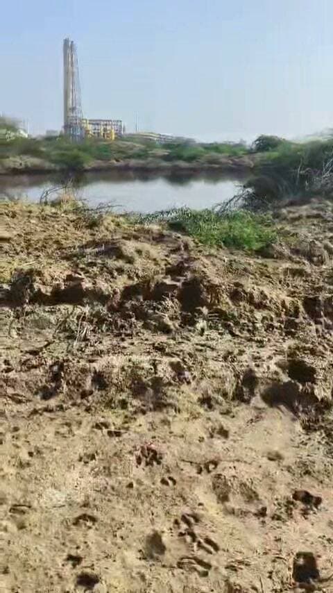 पचपदरा में रिफायनरी से निकलने वाले प्रदूषण पानी मे फसी गौमाता उस दौरान राष्ट्रीय करणी सेना प्रवक्ता भाखर सिंह नवरात्रि के पहले दिन सांभरा आशापुरा माता के दर्शन करने जा रहे थें उनकी नजर गौमाता पर पड़ी तुरंत लोगों की मदद से गाय माता को बाहर निकाला।
Balotra Police BJP Rajasthan BJP Barmer CMO Rajasthan Manvendra Singh Jasol Kailash Choudhary
