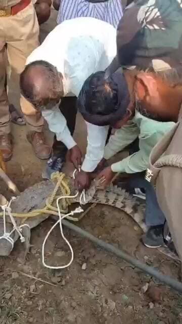 बाबरपुर गांव में मगरमच्छ दिखने से मचा हड़कंप, वन विभाग ने किया रेस्क्यू