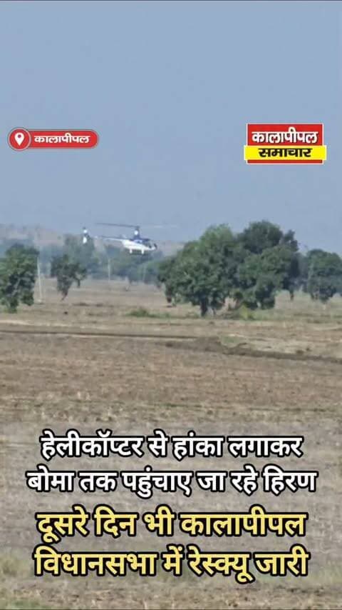 हेलीकॉप्टर से हांका लगाकर बोमा तक पहुंचाए जा रहे हिरण, दूसरे दिन भी कालापीपल विधानसभा में रेस्क्यू जारी।