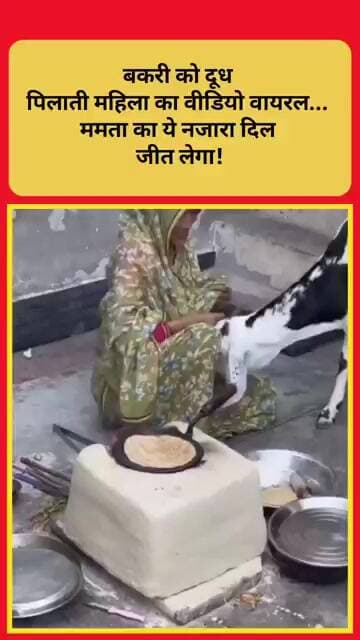 बकरी को दूध पिलाती महिला का वीडियो वायरल... ममता का ये नजारा दिल जीत लेगा!