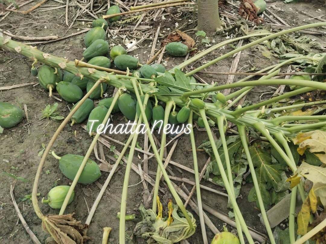 হালকা ঝড়েই বড়সড় ক্ষতি! তেহট্টের কানাইনগর এলাকায় মাটিতে লুটিয়ে পড়ল বিঘার পর বিঘা পেঁপে গাছ #tehatta_news