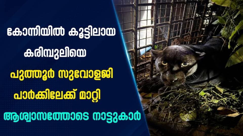 കോന്നിയിൽ കൂട്ടിലായ കരിമ്പുലിയെ പുത്തൂർ സുവോളജി പാർക്കിലേക്ക് മാറ്റി ആശ്വാസത്തോടെ നാട്ടുകാർ |PRIME NEWS KERALA