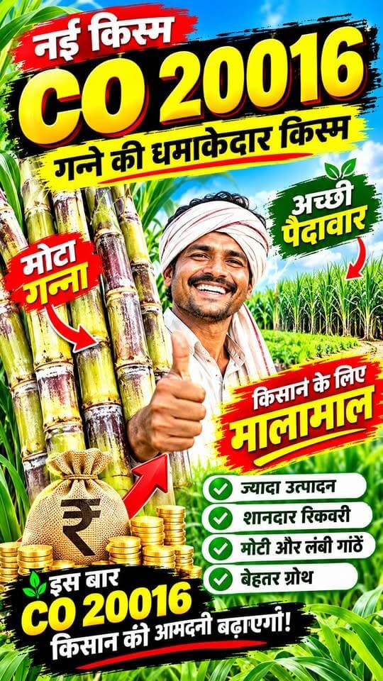 CO 20016 गन्ने की धमाकेदार किस्म 😱 | मोटा गन्ना और शानदार पैदावार! 🌱🚜
#CO20016 #Ganna #GanneKiKheti #Sugarcane #SugarcaneFarming @top fans