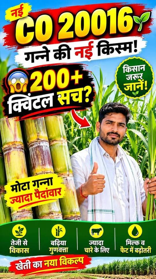 CO 20016 गन्ने की नई किस्म 🌱 | 200+ क्विंटल का दावा कितना सच? 😱 | किसान जरूर जानें
#CO20016 #गन्ना #गन्नेकीखेती #SugarcaneFarming #SugarcaneVariety @top fans