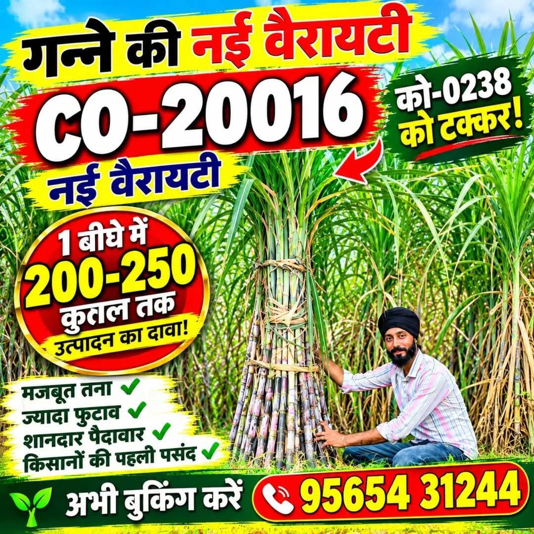 CO-20016 गन्ने की नई वैरायटी 🔥 1 बीघे में 200–250 कुंतल तक उत्पादन का दावा! | CO-0238 को टक्कर? 🌱
<nis:link nis:type=tag nis:id=co20016 nis:value=CO20016 nis:enabled=true nis:link/> <nis:link nis:type=tag nis:id=ganna nis:value=Ganna nis:enabled=true nis:link/> <nis:link nis:type=tag nis:id=gannekinayivariety nis:value=GanneKiNayiVariety nis:enabled=true nis:link/> <nis:link nis:type=tag nis:id=sugarcane nis:value=Sugarcane nis:enabled=true nis:link/> <nis:link nis:type=tag nis:id=gannakisan nis:value=gannakisan nis:enabled=true nis:link/>