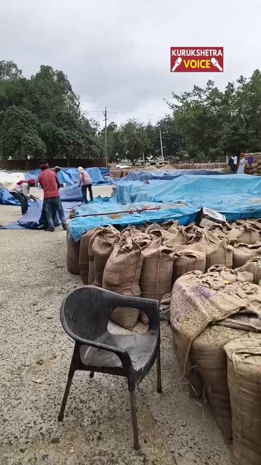 कुरुक्षेत्र में बारिश शुरू, किसानों में अपरा तफरी का माहौल,
पल्लेदार धान की फसल की बोरियों को ट्रिपल से ढकने में लगे
#kurukshetravoice