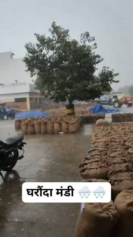 तेज बारिश घरौंदा मंडी 🌨️🌨️