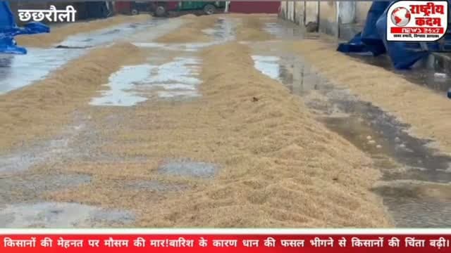 🌧️ यमुनानगर जिले की मंडियों में भीगा किसान का सोना! किसानों की मेहनत पर मौसम की मार! मंडियों में बारिश के कारण धान की फसल भीगने से किसानों की चिंता बढ़ी।
💔 खेतों में दिन-रात मेहनत, मंडियों में फसल की रखवाली… आखिर किसान की मेहनत का जिम्मेदार कौन?
📍 यमुनानगर | राष्ट्रीय कदम न्यूज़
📢 मंडियों में फसल की सुरक्षा और किसानों को राहत देने के लिए प्रशासन क्या कदम उठाता है? किसानों को अब मदद का इंतजार है।
📲 ऐसी ही जमीनी खबरों के लिए जुड़े रहें — राष्ट्रीय कदम न्यूज़ के साथ!
#Yamunanagar #किसान #धानकीफसल #मंडी #किसानोंकीसमस्या बारिश HaryanaNews BreakingNews राष्ट्रीयकदमन्यूज़