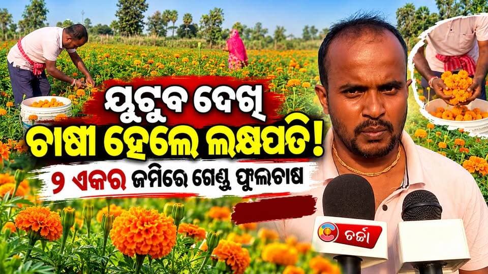 ମୋବାଇଲରୁ ମିଳିଲା ରୋଜଗାରର ରାସ୍ତା! ୟୁଟ୍ୟୁବ୍ ଦେଖି ଗେଣ୍ଡୁଫୁଲ ଚାଷ କରି ସଫଳ ରମେନ ||charchatv||
#YouTube #SuccessfulFarmer #MarigoldFarming #FlowerFarming #Agriculture #FarmingSuccess #ProgressiveFarmer #LakhpatiFarmer #DigitalIndia #SmartFarming #AgricultureOdisha #OdishaFarmer #OdishaNews #InspiringStory #CharchaTV
