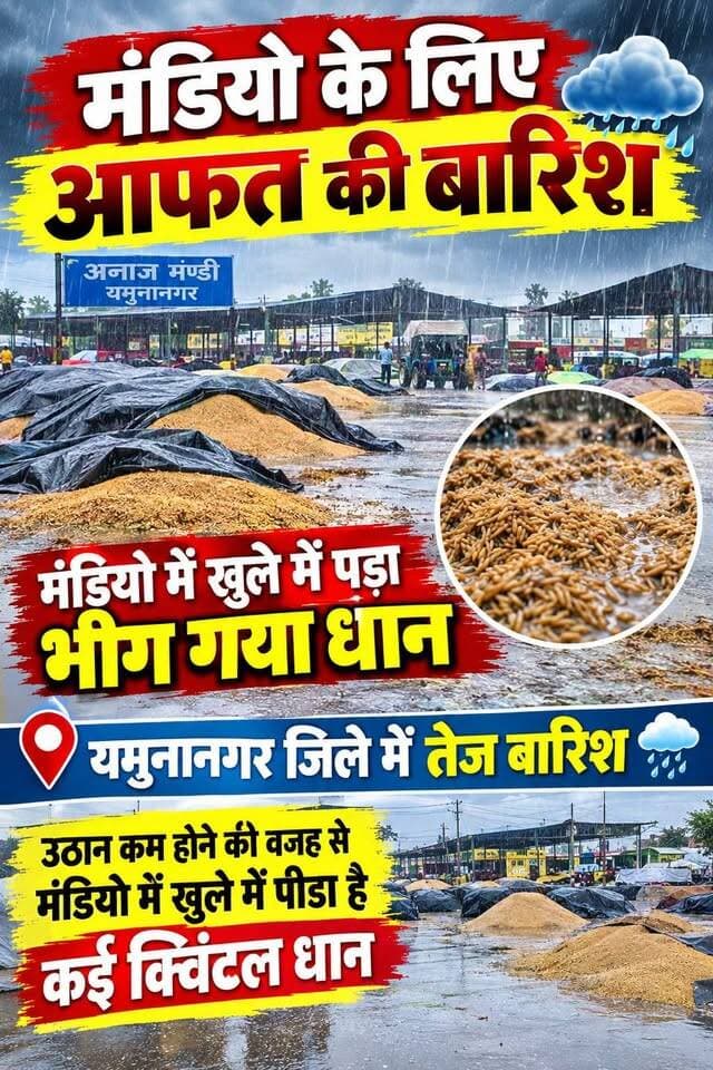 यमुनानगर में आफत की बारिश
जगाधरी अनाज मंडी में खुले आसमान के नीचे रखा लाखों क्विंटल धान भीगा
आढ़ती एसोसिएशन. के प्रधान मनीष कंबोज ने कहा
सबसे ज्यादा नुकसान आंढ़तीयों का है
यह नुकसान उठान न होने की वजह से है