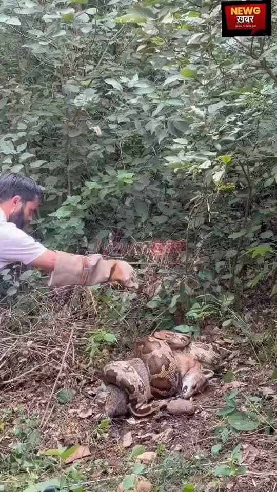 विधानसभा क्षेत्र जसवां प्रागपुर के अंतर्गत आने वाले गांव ब्लाहर (मसोट) से विशालकाय अजगर को सर्प मित्रों ने सुरक्षित पकड़ा!
#python #rescue #reptiles #pragpur #kangra #himachalpradesh #paragpur #fb #fbreels #viral #trending @top fans @followers #toptrending