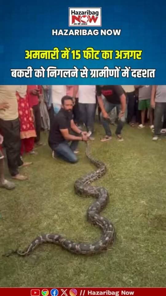 अमनारी में 15 फीट का अजगर
हजारीबाग के अमनारी में करीब 15 फीट लंबे अजगर के मिलने से ग्रामीणों में दहशत है। बताया जा रहा है कि अजगर ने एक बकरी को निगल लिया था। ग्रामीणों ने रेस्क्यू कर बकरी की जान बचाई। सूचना के बाद वन विभाग ने अजगर को सुरक्षित पकड़ लिया।
#Hazaribag #Amnari #PythonRescue #HazaribagNews #JharkhandNews #WildlifeRescue #HazaribagNow