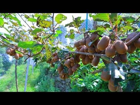 पहाड़ में बढ़ता स्वरोजगार। विदेश की नौकरी छोड़ गांव लौटे दीपक, 30 नाली में खड़ा किया कीवी का फार्म