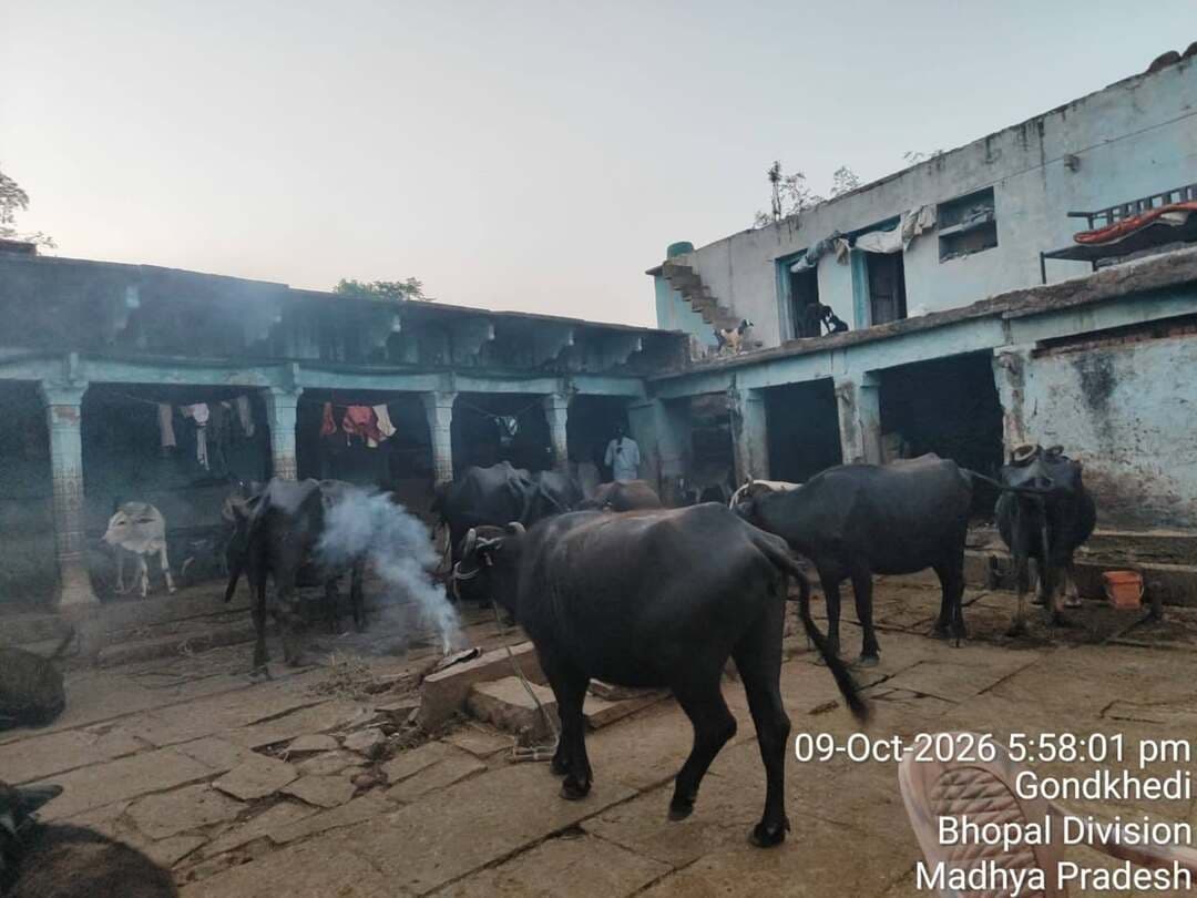 सफलता की कहानी: पशुपालन को बनाया समृद्धि का आधार
..
गोंडखेड़ी के गौपालक श्री बाल किशन की प्रेरणादायक यात्रा
..
विदिशा जिले के गोंडखेड़ी गांव के निवासी श्री बाल किशन वर्षों से पशुपालन के व्यवसाय से जुड़े हुए हैं। मेहनत, लगन और परिवार के सहयोग से उन्होंने पशुपालन को न केवल अपनी आजीविका का साधन बनाया, बल्कि इसे एक सफल और लाभदायक उद्यम के रूप में स्थापित किया है। श्री बाल किशन के पास वर्तमान में 80 भैंस, 30 गाय और 30 भेड़ हैं, जिनका वे वैज्ञानिक तरीके से पालन-पोषण करते हैं। पशुओं के लिए संतुलित आहार, नियमित देखभाल तथा समय-समय पर स्वास्थ्य परीक्षण पर विशेष ध्यान देने के कारण उनके पशु स्वस्थ रहते हैं और बेहतर उत्पादन देते हैं। दूध उत्पादन के साथ-साथ पशुधन प्रबंधन से उन्हें निरंतर आय प्राप्त होती है। उनकी सफलता में उनके परिवार की महत्वपूर्ण भूमिका है। श्री बाल किशन के चारों बेटे भी इस कार्य में सक्रिय रूप से सहयोग करते हैं। परिवार के सभी सदस्य मिलकर पशुओं की देखभाल, चारे की व्यवस्था, दुग्ध उत्पादन तथा विपणन का कार्य करते हैं। सामूहिक प्रयासों के कारण उनका व्यवसाय निरंतर विस्तार कर रहा है और परिवार अच्छी आय अर्जित कर रहा है।
श्री बाल किशन का मानना है कि यदि पशुपालन को आधुनिक तकनीकों और सही प्रबंधन के साथ किया जाए, तो यह ग्रामीण क्षेत्रों में रोजगार और आय का एक सशक्त माध्यम बन सकता है। आज वे अपने क्षेत्र के अन्य किसानों और पशुपालकों के लिए प्रेरणा स्रोत बने हुए हैं। उनकी सफलता यह संदेश देती है कि मेहनत, समर्पण और पारिवारिक सहयोग से पशुपालन के क्षेत्र में उल्लेखनीय उपलब्धियां हासिल की जा सकती हैं। #SevaSankalpAbhiyan #vidisha