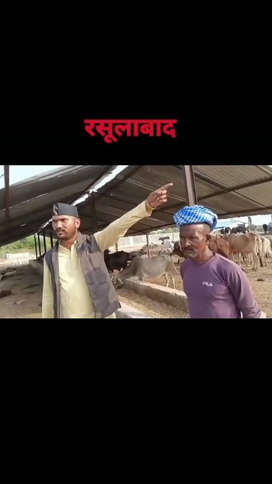 #रसूलाबाद गोशाला में बीमार गोवंशों को नहीं मिल रहा इलाज, एक की मौत, चिकित्सक की गैरमौजूदगी पर उठे सवाल
#Rasulabad
#kanpurdehat