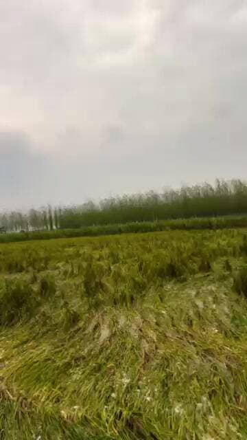 Barbaad ho gyi fasal