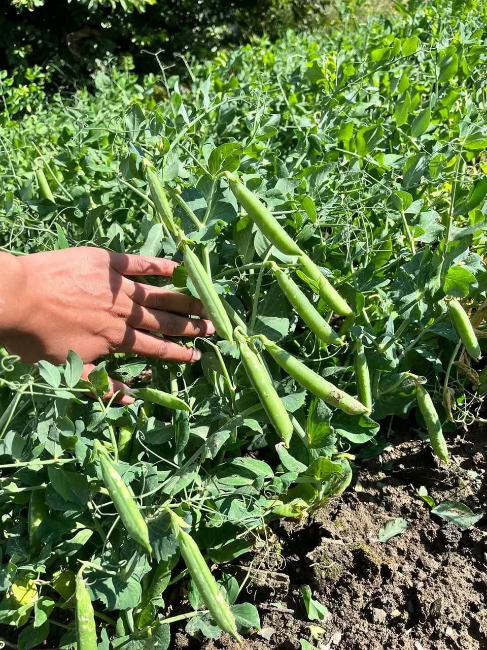 चुराह-- में बारिश और ओलावृष्टि से मटर की फसल बर्बाद