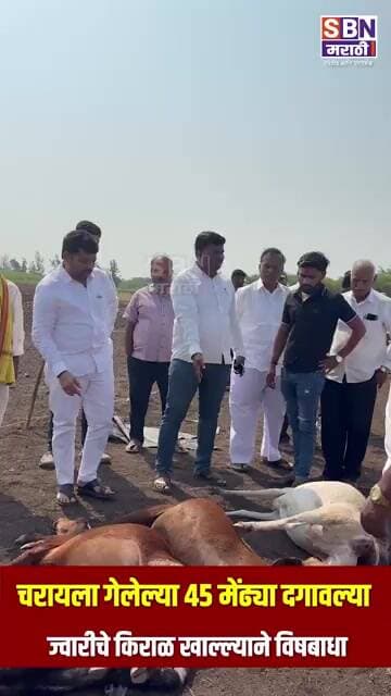 WALWA | वाळव्यात चरायला गेलेल्या ४५ मेंढ्या दगावल्या, ज्वारीचे किराळ खाल्ल्याने विषबाधा