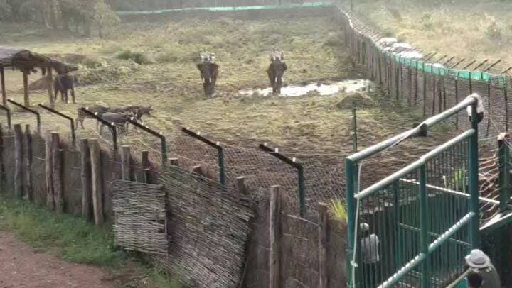 कान्हा टाइगर रिजर्व के सूपखार में 100 साल बाद जंगली भैंसों की वापसी,
मुख्यमंत्री डॉ. यादव ने बड़े बाड़े में किया स्थानांतरित
काजीरंगा से लाए गए आठ जंगली भैंसों को क्वारंटाइन के बाद 17 हेक्टेयर के बाड़े में छोड़ा, अगले तीन वर्षों में 50 भैंसों को बसाने का लक्ष्य