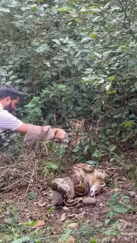 जसवां प्रागपुर के अंतर्गत आने वाले गांव ब्लाहर (मसोट) में दिखा विशालकाय अजगर...